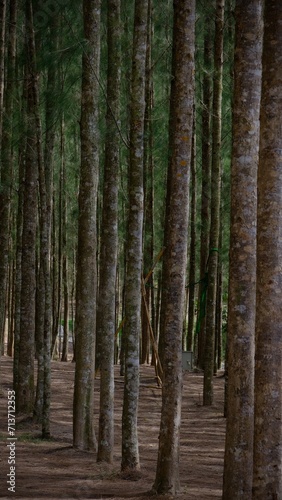 A grove of pine trees planted in a straight line 