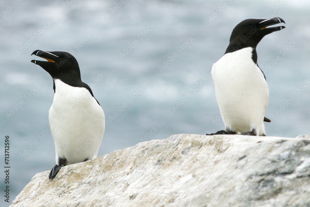 Obraz premium Pair of razorbill, Alca torda resting on a rock on a small Norwegian island of Hornøya
