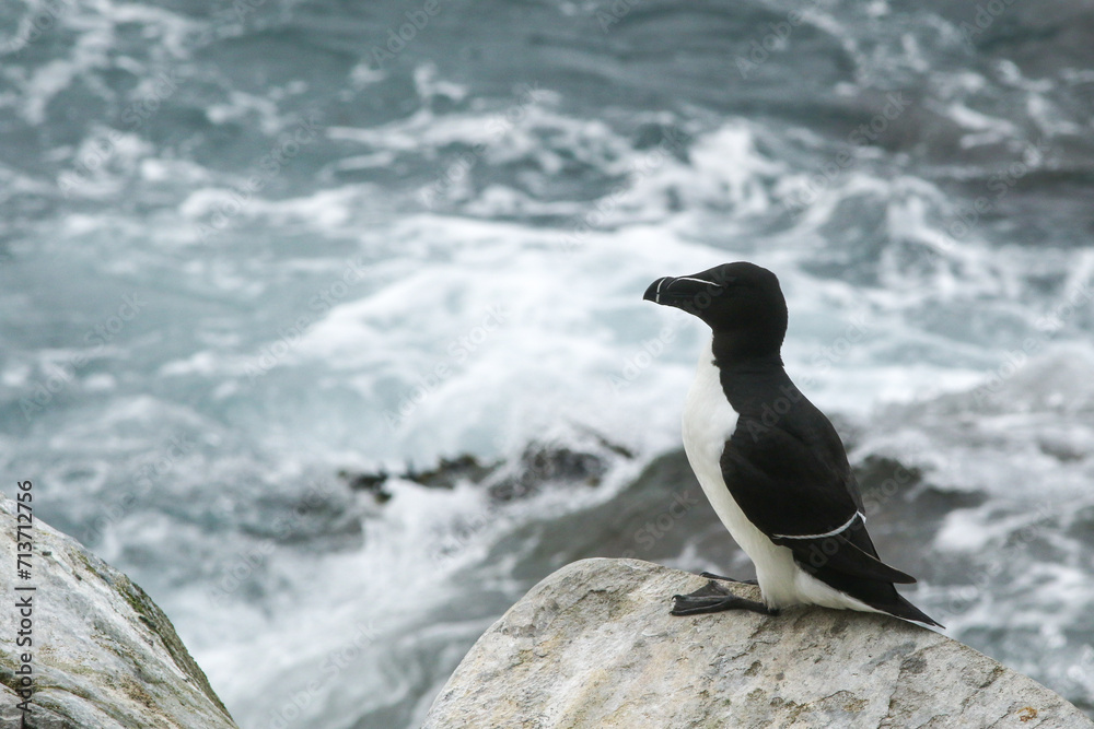 Obraz premium A razorbill, Alca torda resting on a rock by the sea with sea waves on the background