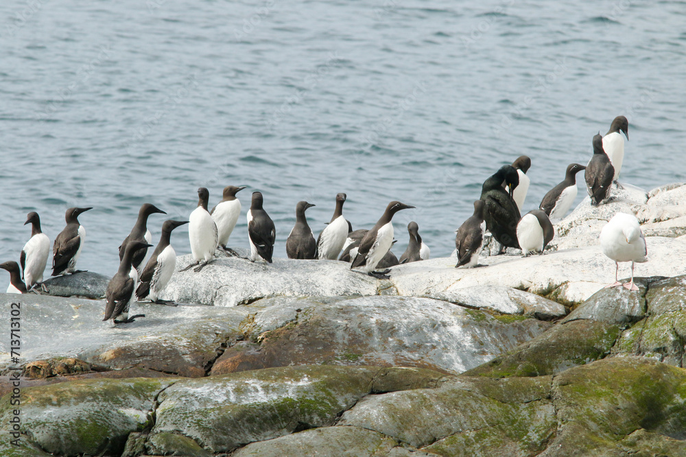 Fototapeta premium Group of common guillemots, Uria aalge standing on the cliffs by the sea at Hornøya island, Varanger peninsula, Norway