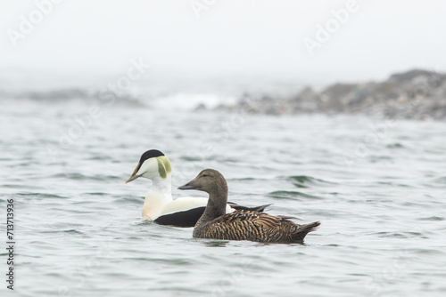 Schilderij op canvas Pair of common eider, Somateria mollissima swimming on a gloomy morning in Norwe