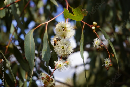 Flowering eucalyptus with honey bee photo