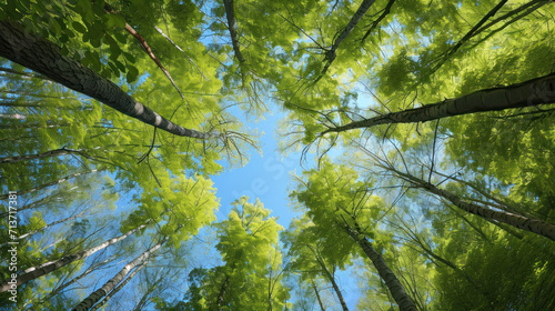 Trees In Forest From Below  Green Tops Of Trees. Blue Sky Background  Generative ai