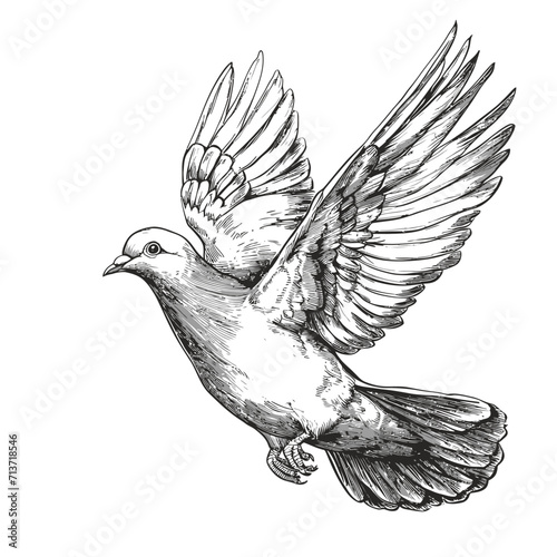 dove of peace vector