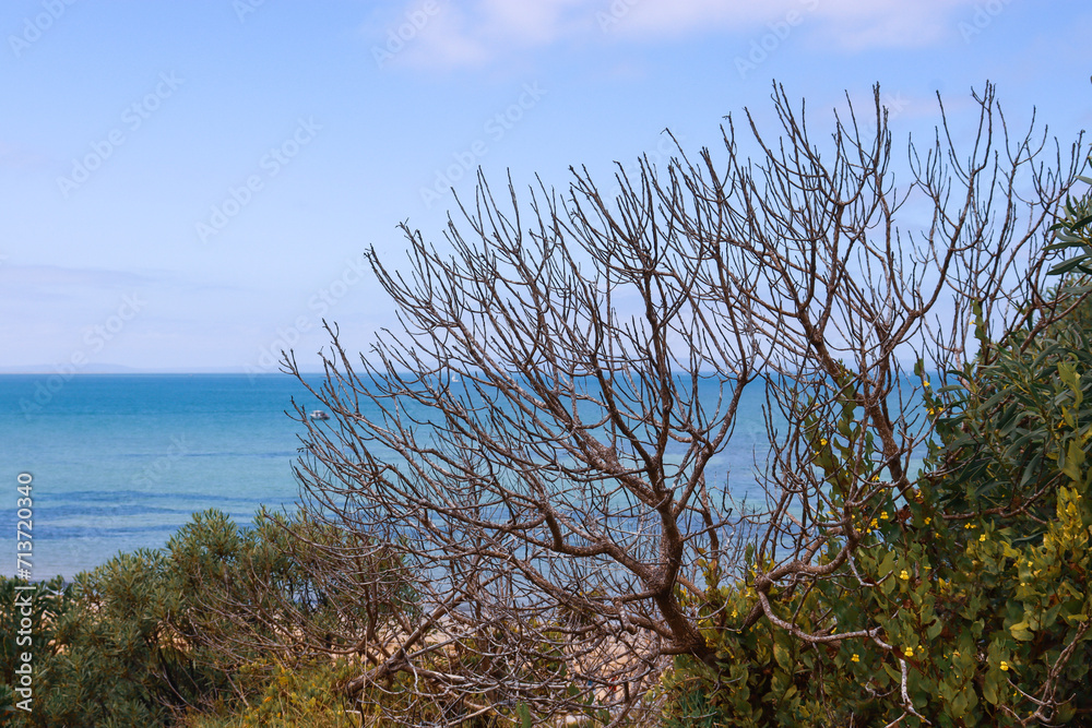 ocean landscape with trees in foreground