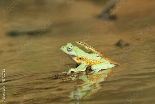 a frog, a grass lizard, a frog and a grass lizard are playing in the water together 