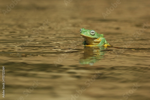frog, flying frog, cute frog, a cute frog is playing in a puddle  © ridho