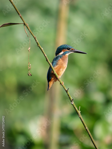 A common kingfisher bird sits in wait for prey. Common kingfisher © Shagar