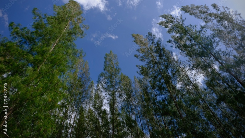 Low angle view of tall pines against blue sky with white clouds