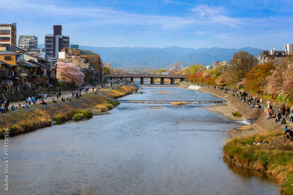 Kamogawa river  is one of the best cherry blossom spots in Kyoto city 