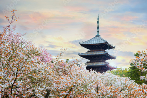 Ninna-ji Temple in Kyoto  Japan during beautiful full bloom cherry blossom season