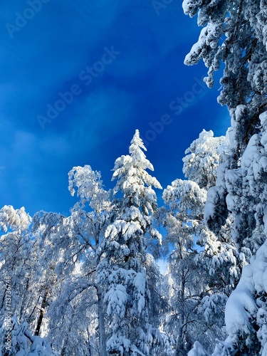 snow covered trees