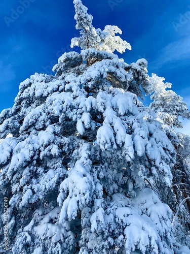 Snow covered pine in winter forest 