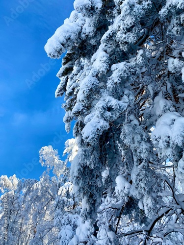 snow covered pine tree