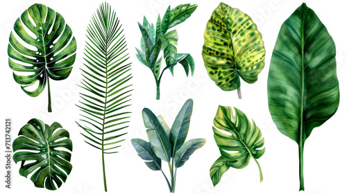 Set Collection Watercolor tropical leaves Modern green tropical leaves, clip art Botanical Illustration elegant watercolor illustration , green tropical leaves isolated transparent background, PNG photo