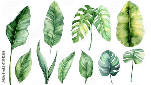 Set Collection Watercolor tropical leaves Modern green tropical leaves, clip art Botanical Illustration elegant watercolor illustration , green tropical leaves isolated transparent background, PNG © ND STOCK