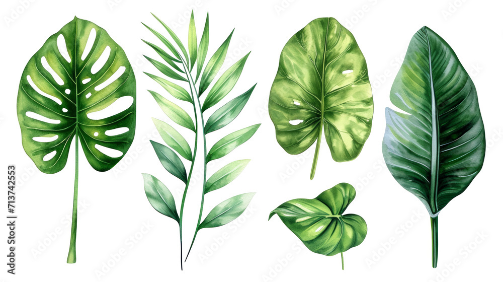 Set Collection Watercolor tropical leaves Modern green tropical leaves, clip art Botanical Illustration elegant watercolor illustration , green tropical leaves isolated transparent background, PNG - obrazy, fototapety, plakaty 