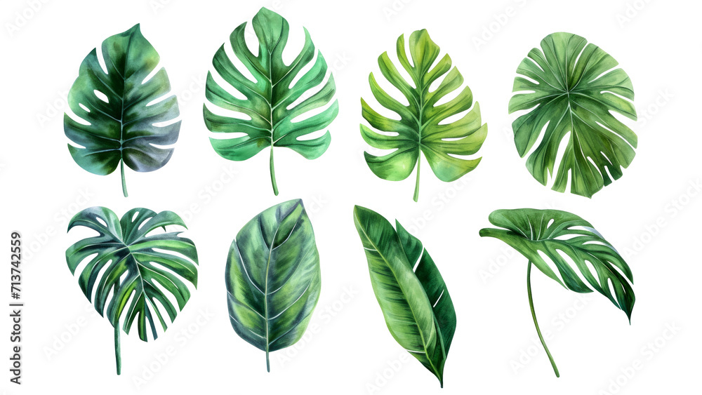 Set Collection Watercolor tropical leaves Modern green tropical leaves, clip art Botanical Illustration elegant watercolor illustration , green tropical leaves isolated transparent background, PNG Set Collection Watercolor tropical leaves Modern green tropical leaves, clip art Botanical Illustration elegant watercolor illustration , green tropical leaves isolated transparent background, PNG