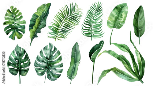 Set Collection Watercolor tropical leaves Modern green tropical leaves, clip art Botanical Illustration elegant watercolor illustration , green tropical leaves isolated transparent background, PNG