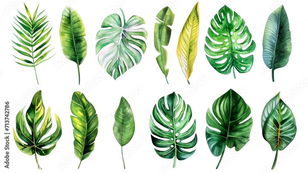 Obraz premium Set Collection Watercolor tropical leaves Modern green tropical leaves, clip art Botanical Illustration elegant watercolor illustration , green tropical leaves isolated transparent background, PNG