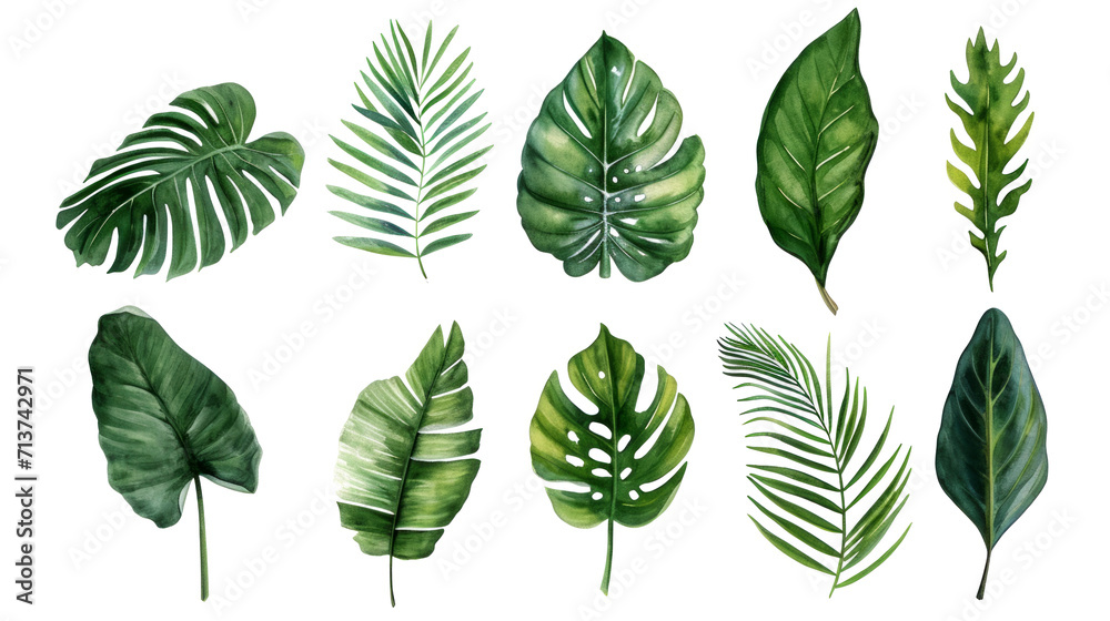 Fototapeta premium Set Collection Watercolor tropical leaves Modern green tropical leaves, clip art Botanical Illustration elegant watercolor illustration , green tropical leaves isolated transparent background, PNG