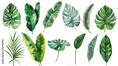 Set Collection Watercolor tropical leaves Modern green tropical leaves, clip art Botanical Illustration elegant watercolor illustration , green tropical leaves isolated transparent background, PNG