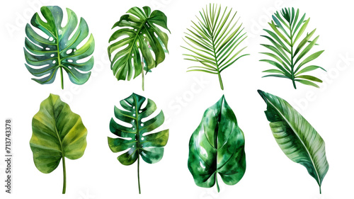 Set Collection Watercolor tropical leaves Modern green tropical leaves  clip art Botanical Illustration elegant watercolor illustration   green tropical leaves isolated transparent background  PNG
