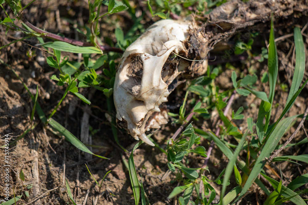 The skull of a cat lies in the grass. The skull of a cat lies in the grass.