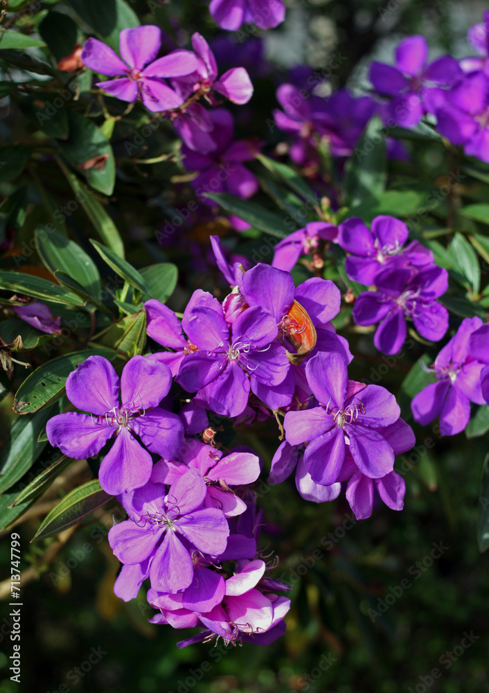 Tibouchina granulosa (purple glory tree) flowers close-up Tibouchina granulosa (purple glory tree) flowers close-up