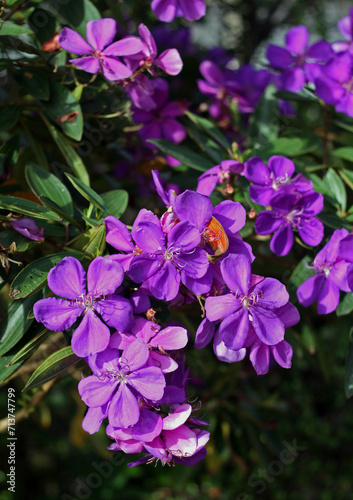 Tibouchina granulosa (purple glory tree) flowers close-up photo