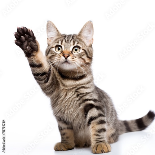 _cat_giving_high_five_isolated_on_white back ground