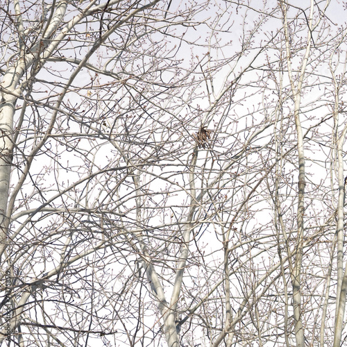 branch texture, tree background in winter
