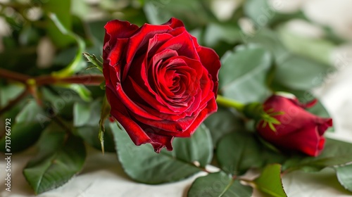 red rose on a green background