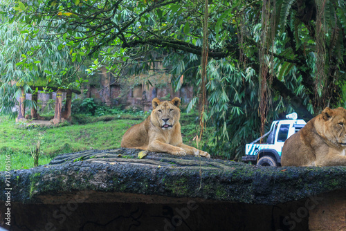 Photography Two lionesses rest atop a moss-covered rock in a lush, tropical enclosure