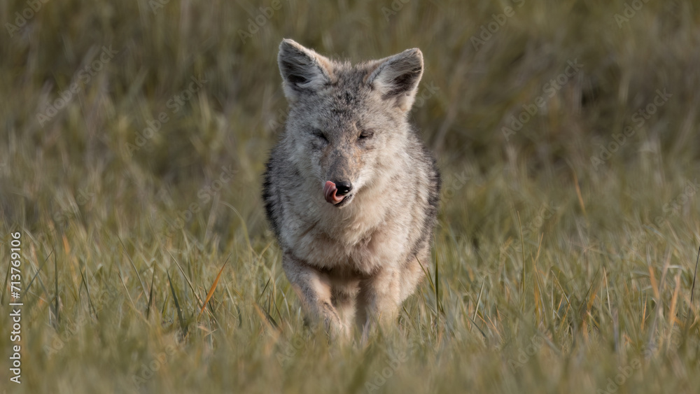 Obraz premium Coyote
