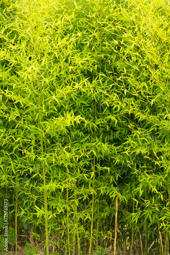 thickets of bamboo, background of greenery