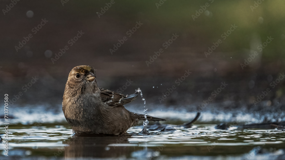 Fototapeta premium Bird taking a bath