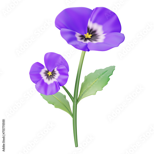 Purple flowers pansy isolated on transparent background. Flat lay, top view.