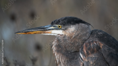 great blue heron