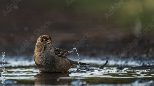 Bird taking a bath