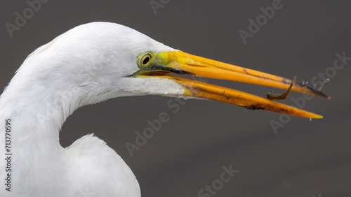 Great Egret