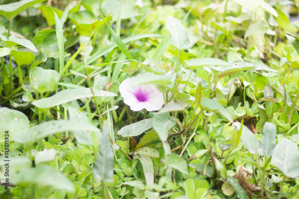 A tree flower and blurred background A tree flower and blurred background
