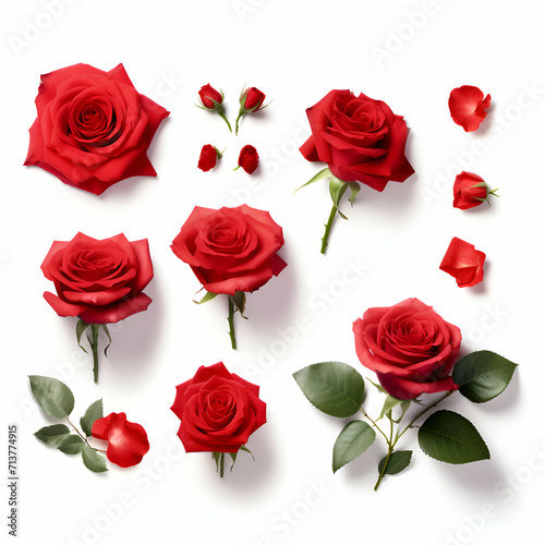 Red rose flowers and leaves isolated on white background. Top view. Flat lay.
