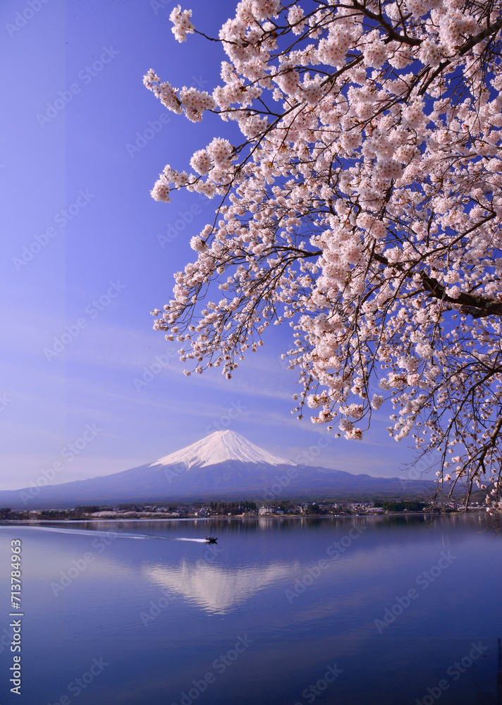 河口湖から富士山と桜,