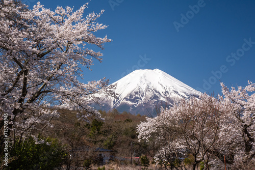 忍野村から富士山と桜