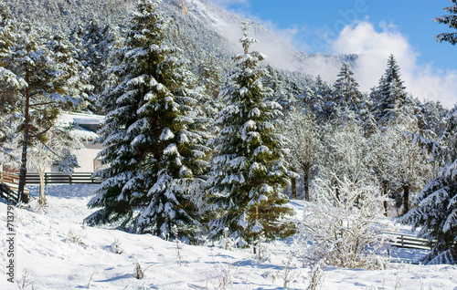 the forests are covered in snow with the first autumn disturbance photo