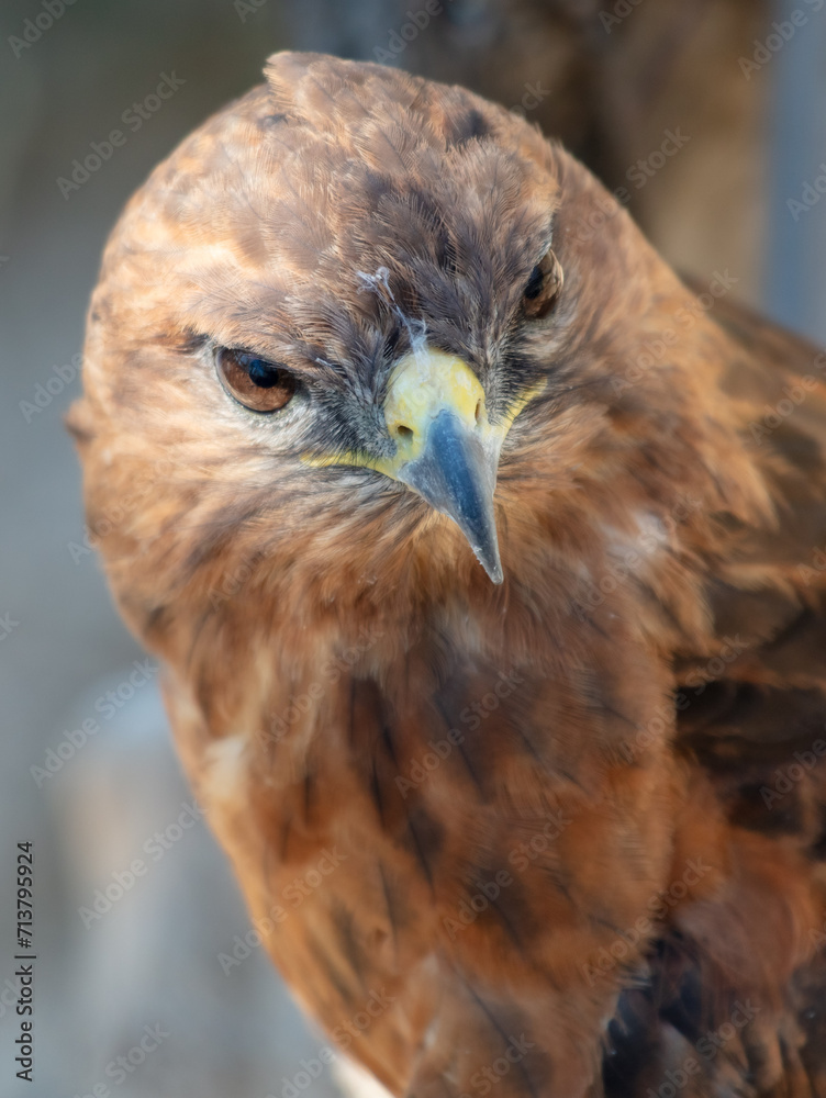 Portrait of a falcon in the zoo