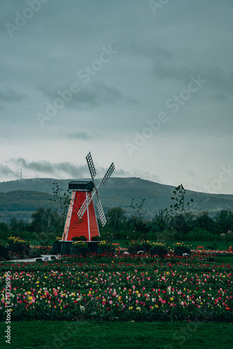 Flower fields, mill and mountains in the distance
