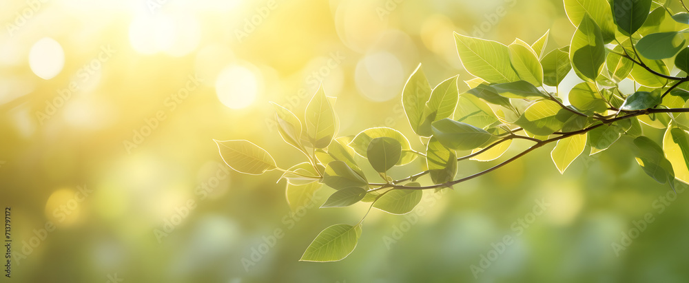 spring green leaves