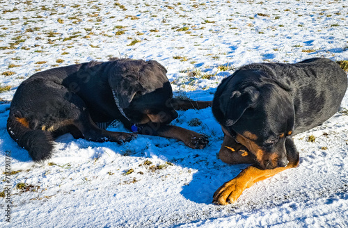2 Rottweiler liegen im Schnee